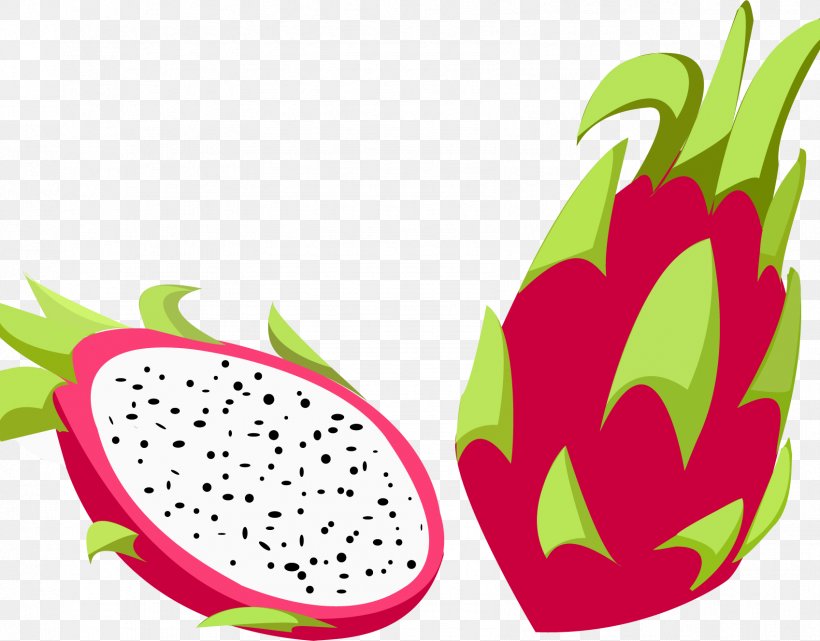 Fruit Pitaya Illustration Drawing Vector Graphics, PNG, 1697x1328px, Fruit, Ananas, Behance, Bromeliaceae, Dragonfruit Download Free