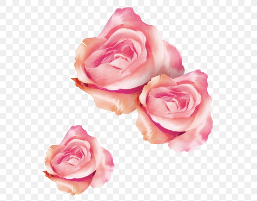 Garden Roses Cabbage Rose Floribunda Cut Flowers Petal, PNG, 600x642px, Garden Roses, Cabbage Rose, Closeup, Cut Flowers, Family Download Free