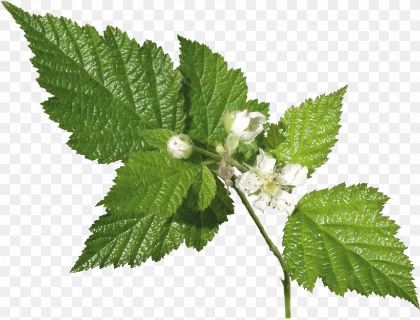 Leaf Herb Plant Common Nettle Archive File, PNG, 3494x2667px, Leaf, Archive File, Beefsteak Plant, Common Nettle, Elm Family Download Free