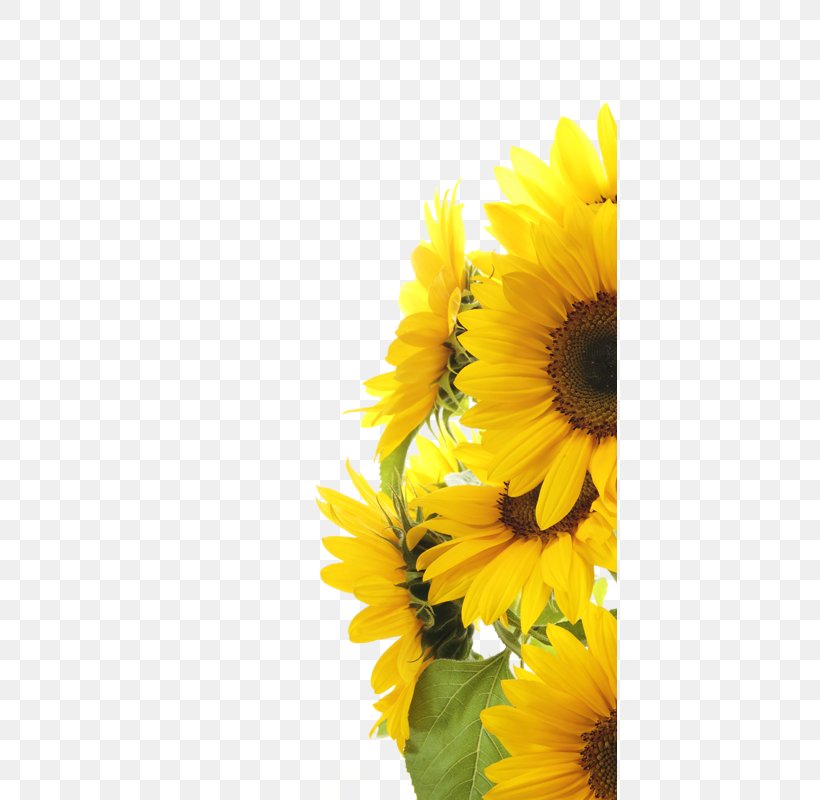 Stock Photography Royalty-free, PNG, 415x800px, Stock Photography, Banco De Imagens, Bed Frame, Common Sunflower, Daisy Family Download Free