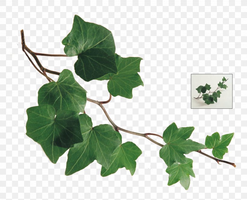 Common Ivy Leaf Plant Vine, PNG, 2500x2025px, Common Ivy, Art, Branch, Fatshedera Lizei, Flowerpot Download Free