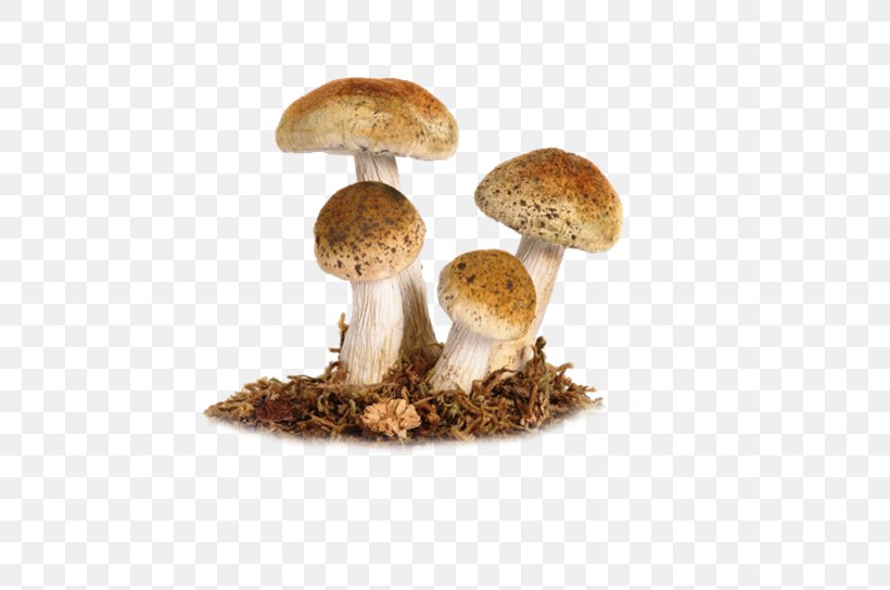 Edible Mushroom Fungus Amanita Muscaria Death Cap, PNG, 800x544px, Mushroom, Agaric, Amanita, Amanita Muscaria, Death Cap Download Free