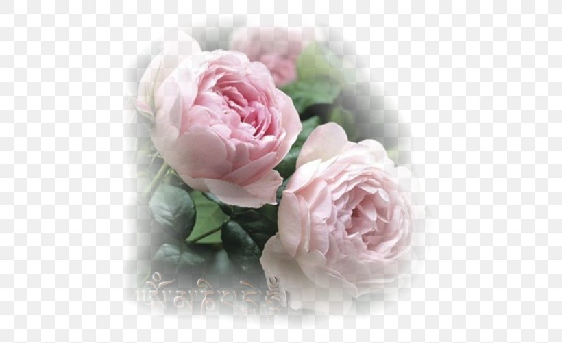 Garden Roses Rosa 'Scepter'd Isle' English Roses Pink Flower, PNG, 501x501px, Garden Roses, Artificial Flower, Cabbage Rose, Cut Flowers, David Ch Austin Download Free