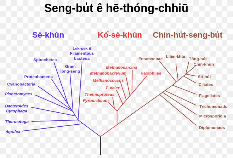 Phylogenetic Tree Phylogenetics Single-access Key Tree Of Life, PNG, 1200x811px, Phylogenetic Tree, Area, Biology, Clade, Cladogram Download Free