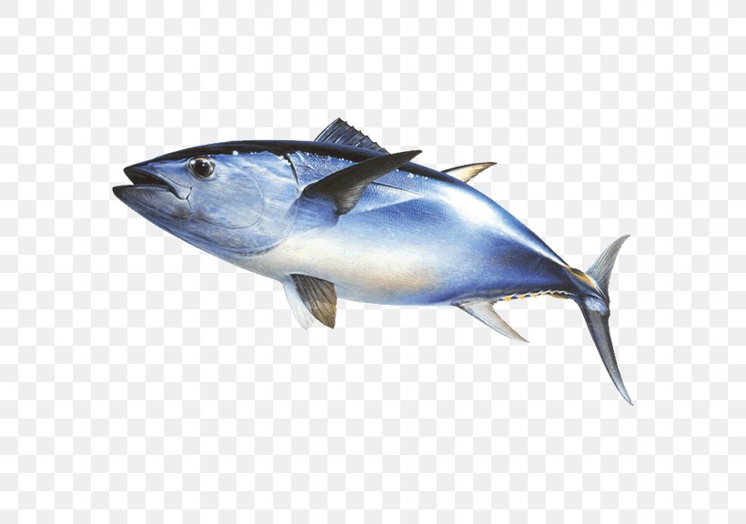 Thunnus Mackerel Fishing Atlantic Bluefin Tuna, PNG, 576x576px, Thunnus, Albacore, Atlantic Bluefin Tuna, Bonito, Bony Fish Download Free