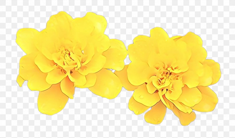 Yellow Flower, PNG, 2604x1536px, Cartoon, Flower, Petal, Plant, Tagetes Download Free