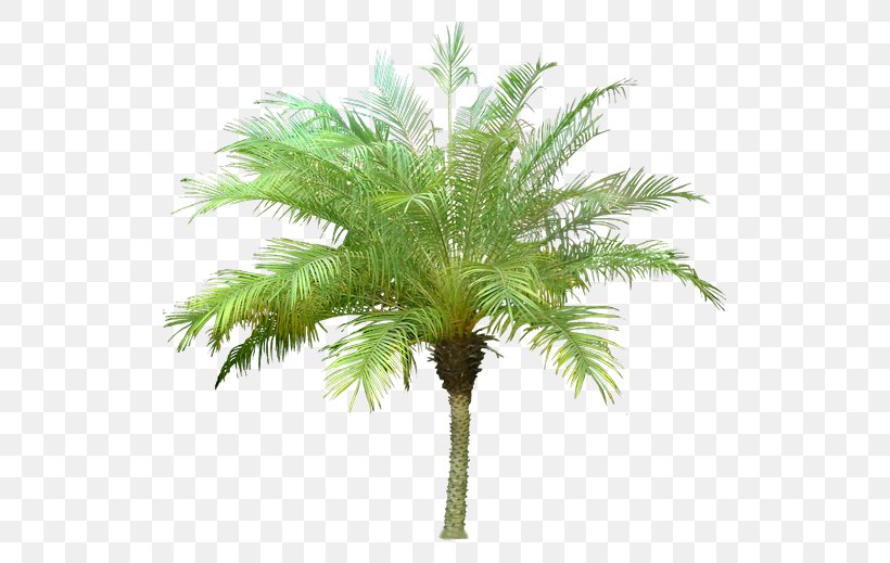 Arecaceae Tree Canary Island Date Palm, PNG, 519x519px, Arecaceae, Architectural Rendering, Areca Palm, Arecales, Attalea Speciosa Download Free