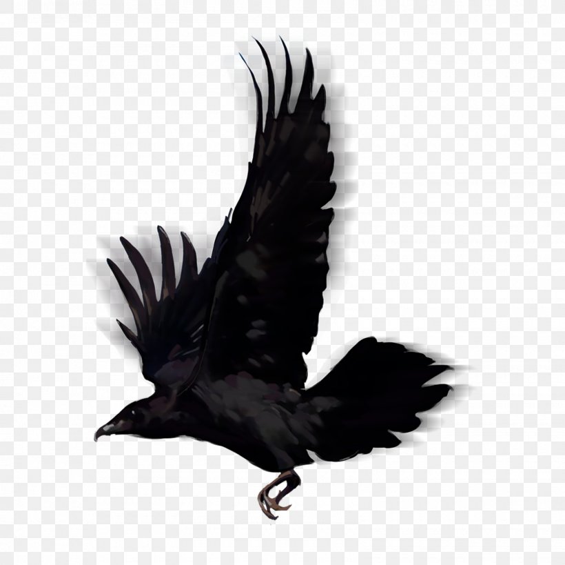 Bird American Crow Common Raven, PNG, 1600x1600px, Bird, Accipitriformes, American Crow, Bald Eagle, Beak Download Free