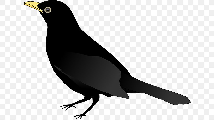 Common Blackbird Clip Art Drawing, PNG, 640x461px, Bird, Beak, Black And White, Blackbird, Color Download Free