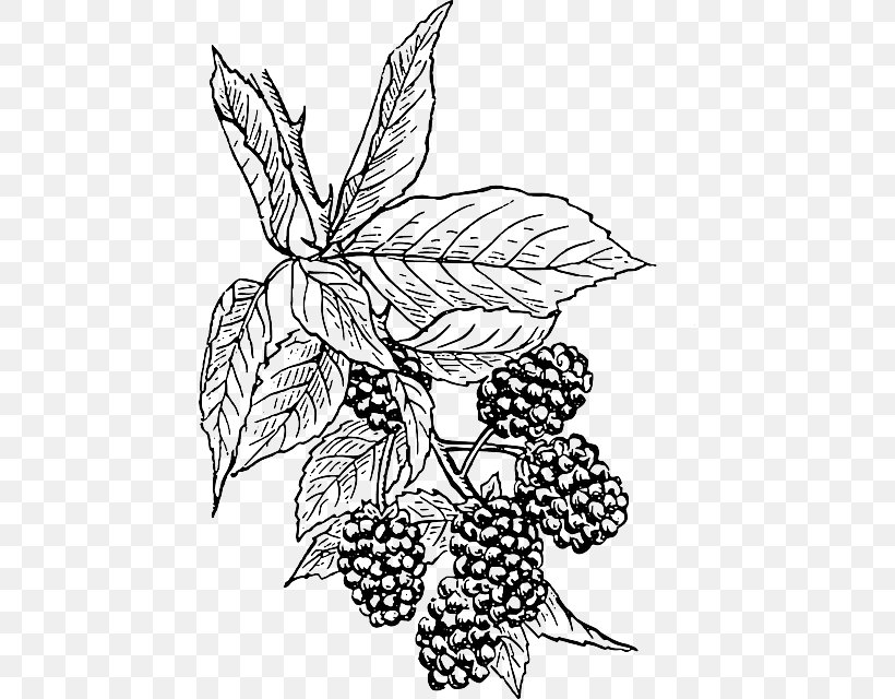 BlackBerry Curve Drawing Clip Art, PNG, 455x640px, Blackberry Curve, Art, Artwork, Black And White, Blackberry Download Free