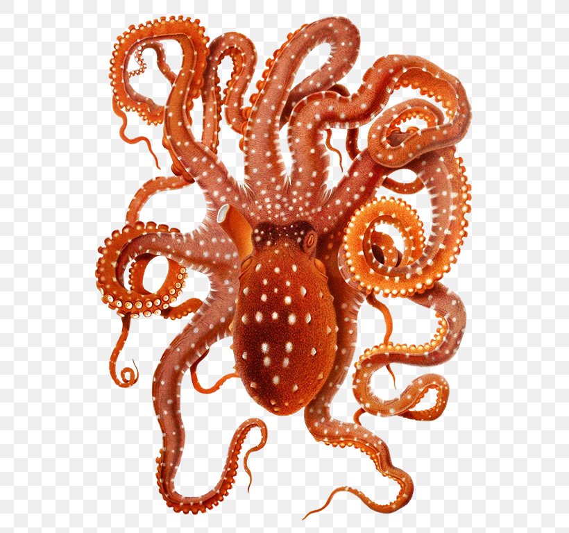 Common Blanket Octopus Cephalopod Callistoctopus Macropus, PNG, 596x768px, Octopus, Argonaut, Blanket Octopus, Callistoctopus Macropus, Cephalopod Download Free