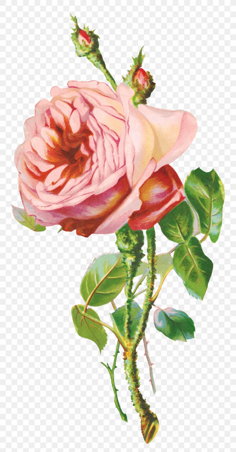 Flower Garden Roses Clip Art, PNG, 834x1600px, Flower, Artificial Flower, Bud, Clothing, Cut Flowers Download Free