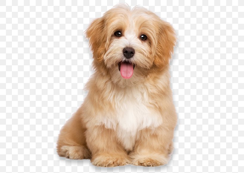 Havanese Dog Pet Sitting Puppy Cat Dog Daycare, PNG, 500x583px, Havanese Dog, Carnivoran, Cat, Cavachon, Cavapoo Download Free