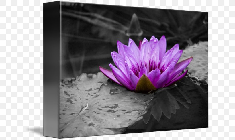 Lilium Violet Petal Flower, PNG, 650x489px, Lilium, Black, Black And White, Flora, Flower Download Free