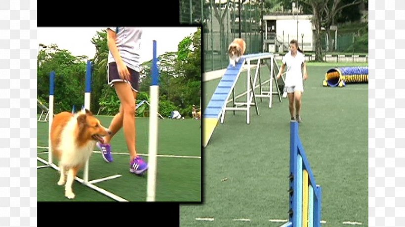 Dog Agility Playground Game Leisure, PNG, 862x485px, Dog Agility, Animal Sports, Competition, Dog, Dog Sports Download Free
