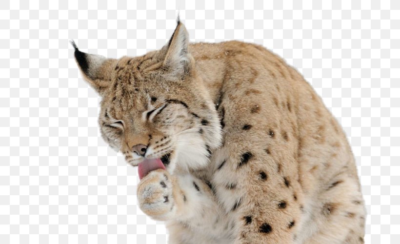 Eurasian Lynx Felidae Cat Desktop Wallpaper Canada Lynx, PNG, 800x500px, Eurasian Lynx, Animal, Big Cat, Big Cats, Bobcat Download Free