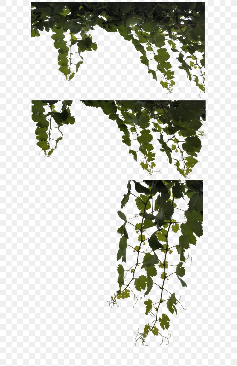 Leaf Vine Plant Clip Art, PNG, 632x1264px, Leaf, Branch, Deviantart, Flora, Flowering Plant Download Free