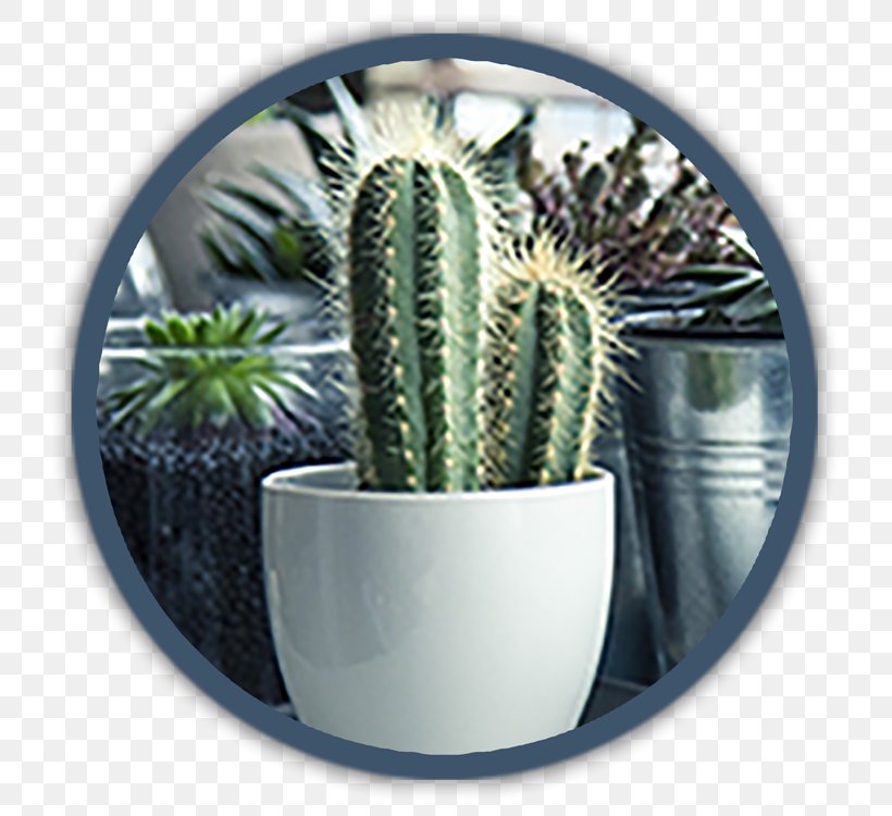 Pencil Cactus Succulent Plant Hygrometer Houseplant, PNG, 750x750px, Cactus, Business, Caryophyllales, Flowerpot, Garden Download Free