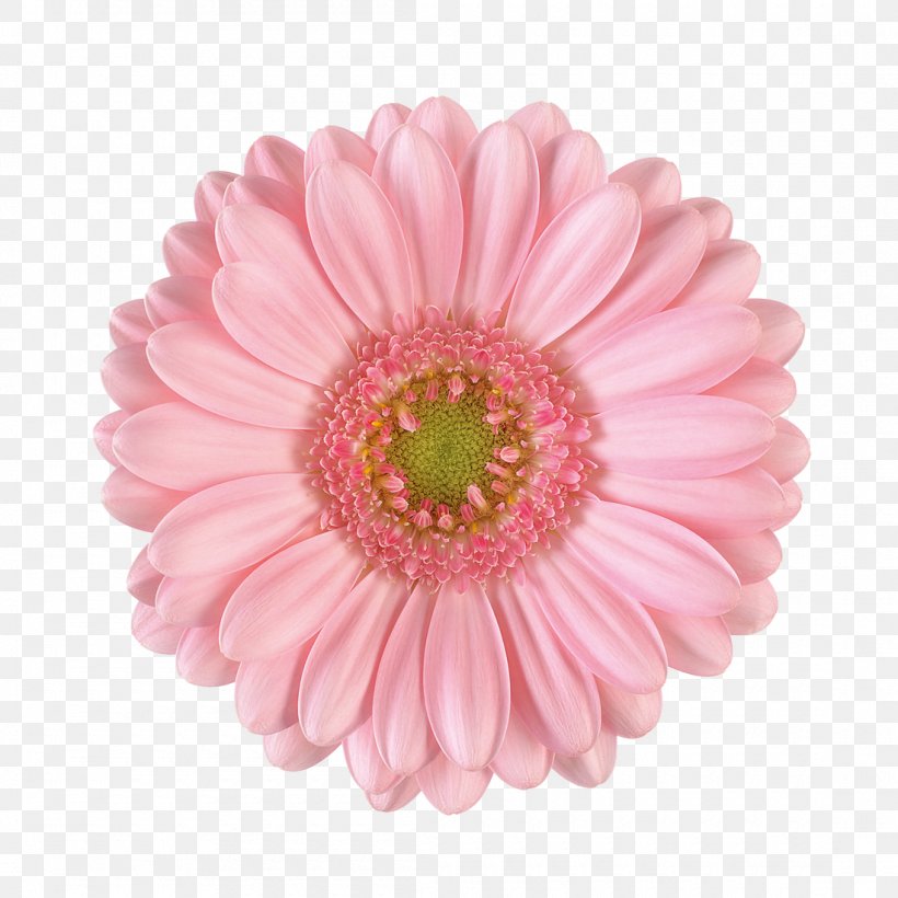 Transvaal Daisy Flower Bouquet Chrysanthemum Garden Roses, PNG, 1100x1100px, Transvaal Daisy, Artificial Flower, Assortment Strategies, Asterales, Chrysanthemum Download Free