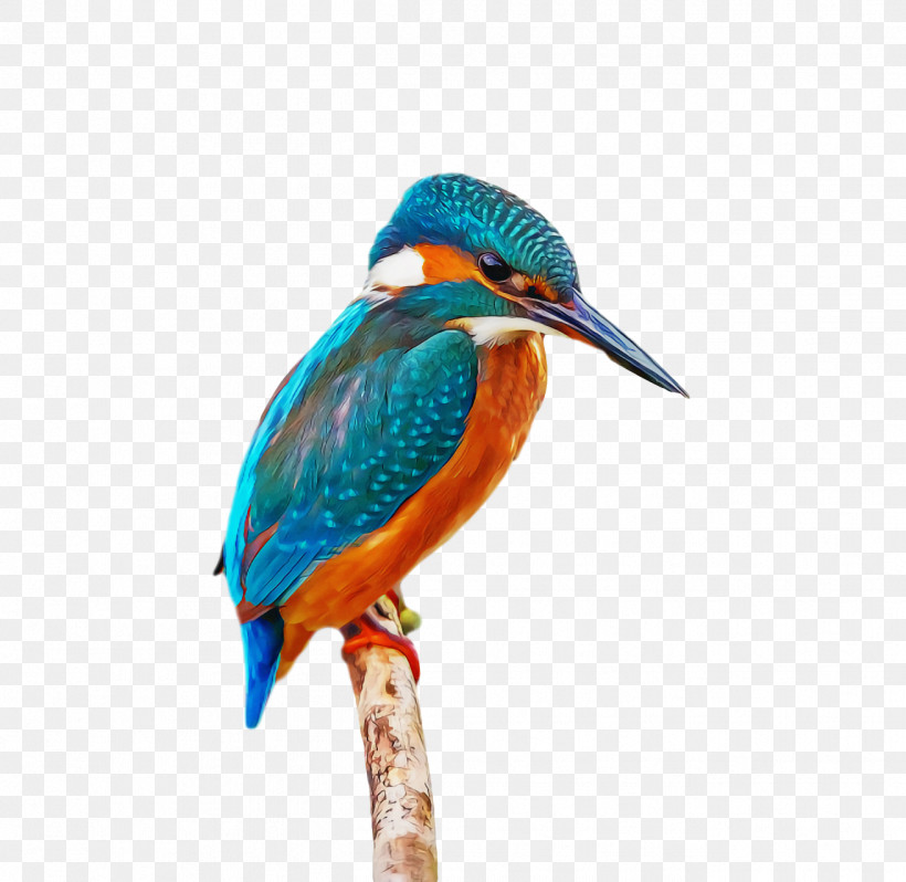 Bird, PNG, 1314x1280px, Bird, Beak, Coraciiformes, Green Heron, Wildlife Download Free