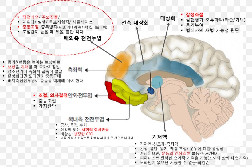 Brain Organism Ear, PNG, 1280x852px, Watercolor, Cartoon, Flower, Frame, Heart Download Free