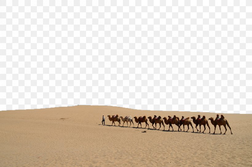 Camel Sand Ecoregion Erg Font, PNG, 1200x795px, Camel, Camel Like Mammal, Ecoregion, Erg, Landscape Download Free