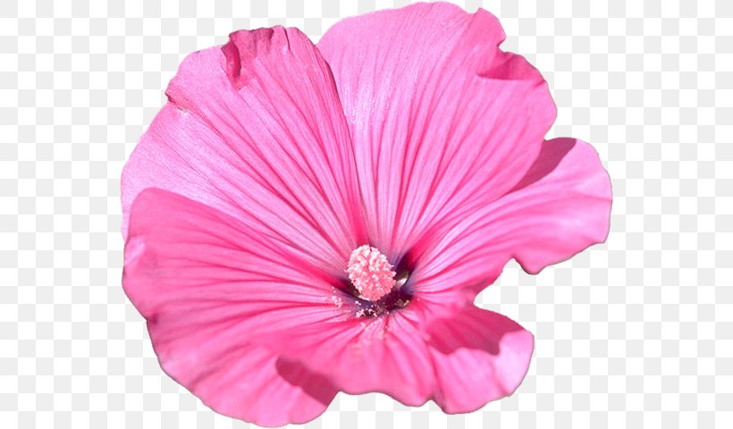 Mallow Flower Garden Petal, PNG, 552x480px, Mallow, Annual Plant, August 20, Family, Flower Download Free