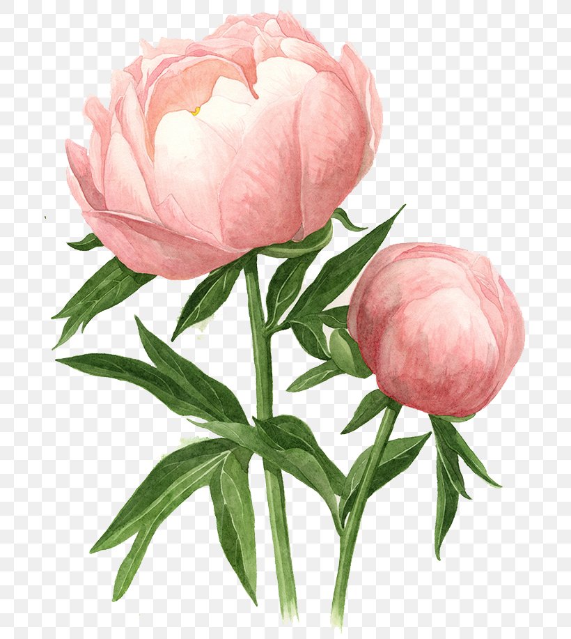 Peony Watercolor Painting Drawing Watercolour Flowers, PNG, 692x917px, Peony, Art, Botanical Illustration, Bud, Chinese Peony Download Free