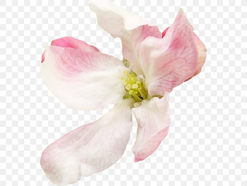 Petal Cut Flowers Mallows Pink M, PNG, 555x617px, Petal, Blossom, Cut Flowers, Family, Flower Download Free
