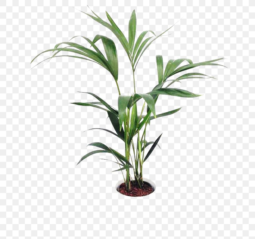 Arecaceae Grasses Flowerpot Houseplant Plant Stem, PNG, 768x768px, Arecaceae, Arecales, Family, Flower, Flowerpot Download Free