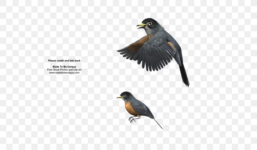 Bird European Robin Flight Eurasian Magpie American Robin, PNG, 600x480px, Bird, Acridotheres, American Robin, Australian Magpie, Beak Download Free