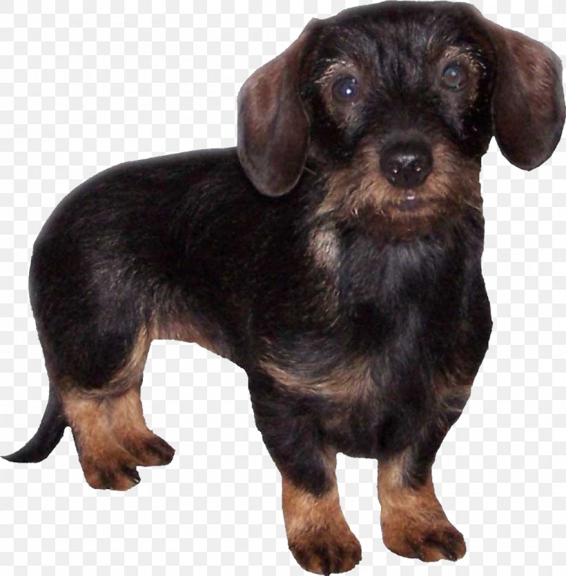 Dachshund Puppy German Pinscher Companion Dog English Toy Terrier, PNG, 1132x1154px, Dachshund, Black And Tan Terrier, Breed, Breeder, Carnivoran Download Free