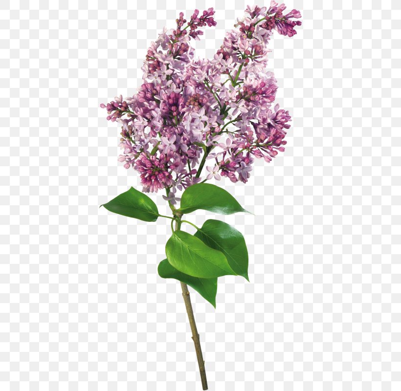 Lilac Clip Art, PNG, 416x800px, Lilac, Blossom, Branch, Cut Flowers, Digital Image Download Free