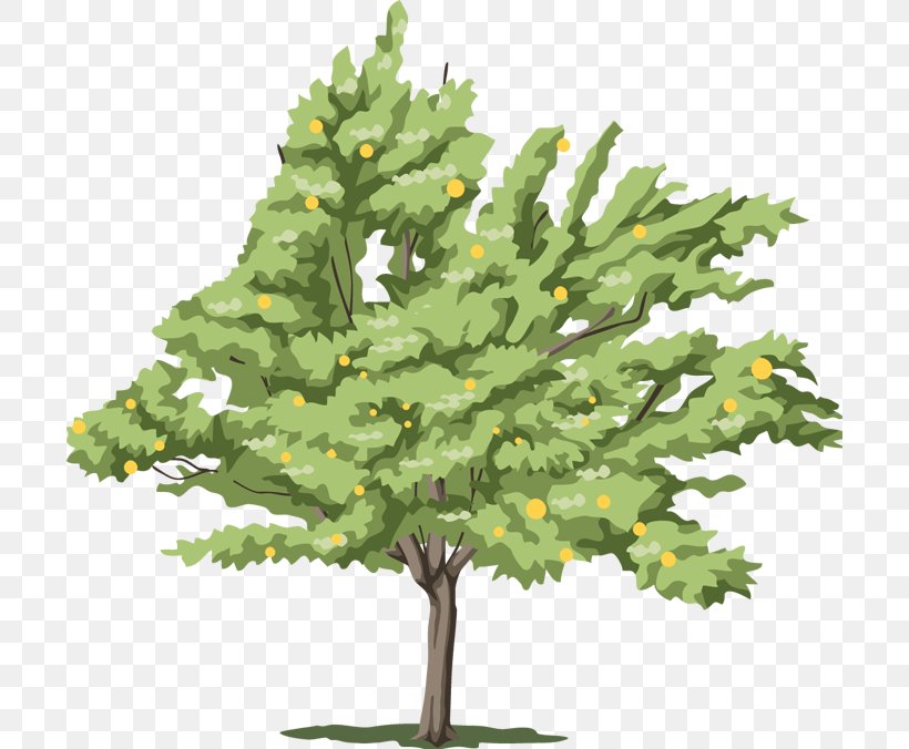 Tree Fir, PNG, 700x676px, Tree, Branch, Christmas Decoration, Christmas Tree, Computer Software Download Free