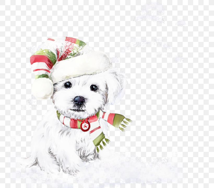 Dog White Maltese Bichon Bichon Frisé, PNG, 800x718px, Dog, Bichon, Bolognese, Companion Dog, Dog Clothes Download Free