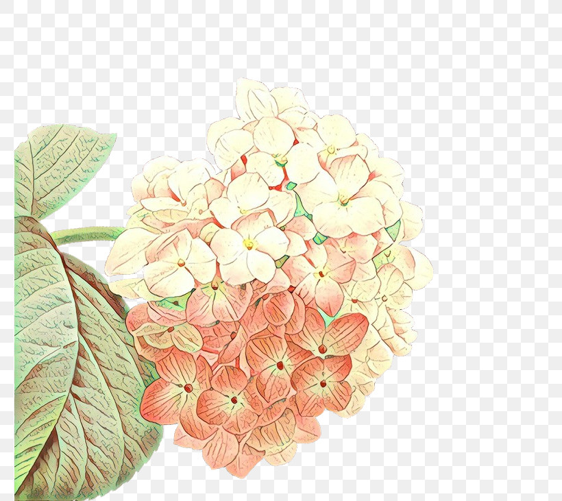 Flower Hydrangeaceae Hydrangea Plant Petal, PNG, 777x731px, Flower, Cornales, Cut Flowers, Hydrangea, Hydrangeaceae Download Free