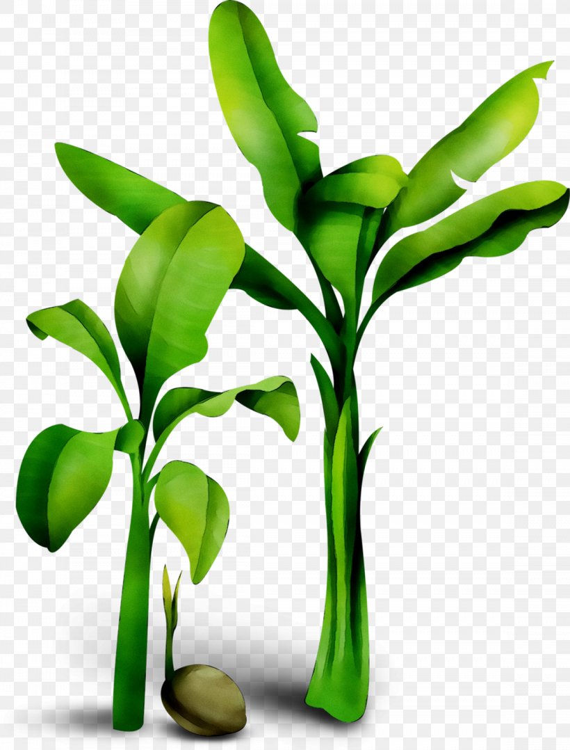 Leaf Plant Stem Flower Tree, PNG, 1148x1510px, Leaf, Botany, Flower, Flowering Plant, Flowerpot Download Free