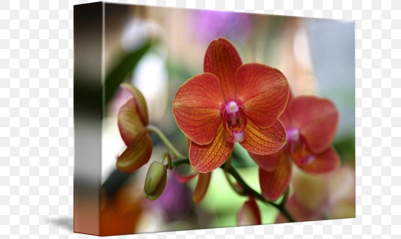 Phalaenopsis Equestris Gallery Wrap Canvas Art Orchids, PNG, 650x489px, Phalaenopsis Equestris, Art, Canvas, Flora, Flower Download Free