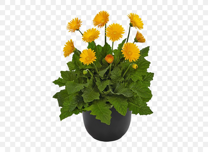 Transvaal Daisy Chrysanthemum Cut Flowers Plant, PNG, 600x600px, Transvaal Daisy, Annual Plant, Chrysanthemum, Chrysanths, Company Download Free