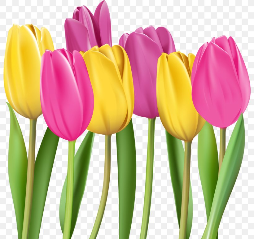 Tulip Flower Illustration, PNG, 800x772px, Tulip, Art, Cut Flowers, Floral Design, Flower Download Free