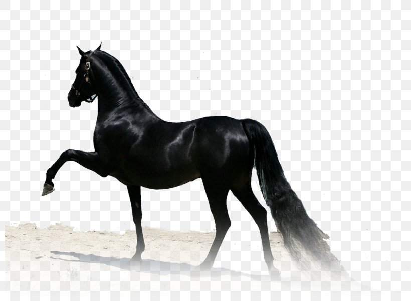 Arabian Horse Thoroughbred Stallion Paso Fino Akhal-Teke, PNG, 800x600px, Arabian Horse, Akhalteke, Animal, Black, Bridle Download Free