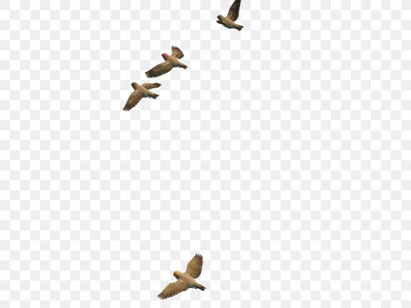 Bird Clip Art, PNG, 1024x768px, 3d Computer Graphics, Bird, Beak, Bird Flight, Ducks Geese And Swans Download Free