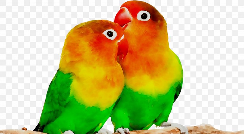 Breeding Lovebirds Parrot Desktop Wallpaper, PNG, 2226x1223px, Lovebird, Adaptation, Animal, Beak, Bird Download Free