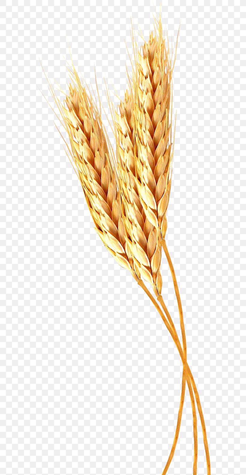 Emmer Durum Spelt Einkorn Wheat Pasta, PNG, 589x1584px, Emmer, Cereal, Cereal Germ, Commodity, Common Wheat Download Free