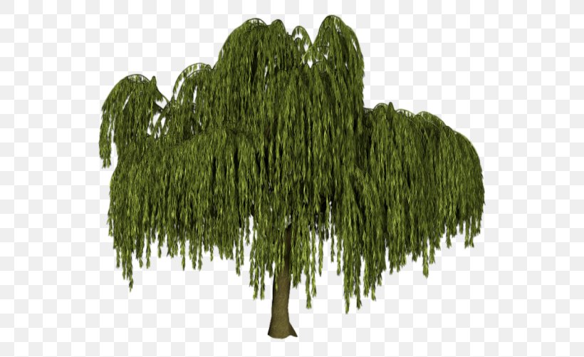 Tree Weeping Willow Black Willow Salix Alba Plant, PNG, 550x501px, Tree, Army Men, Biome, Black Willow, Drawing Download Free