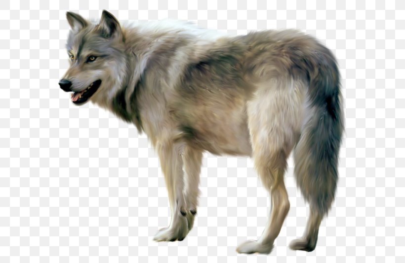 Arctic Wolf Clip Art, PNG, 600x534px, Gray Wolf, Canadian Eskimo Dog, Canis Lupus Tundrarum, Carnivoran, Czechoslovakian Wolfdog Download Free