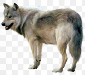 Wolf Images, Wolf Transparent PNG, Free download