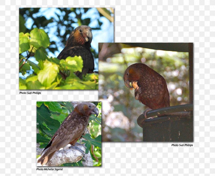 Fauna Flora Beak Ecosystem Wildlife, PNG, 900x735px, Fauna, Beak, Bird, Ecosystem, Flora Download Free