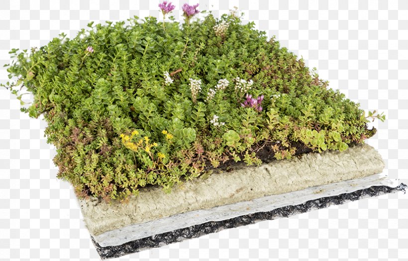 Green Roof Dachdeckung Architectural Engineering Roof Garden, PNG, 828x531px, Green Roof, Architectural Engineering, Canopy, Dachdeckung, Flat Roof Download Free