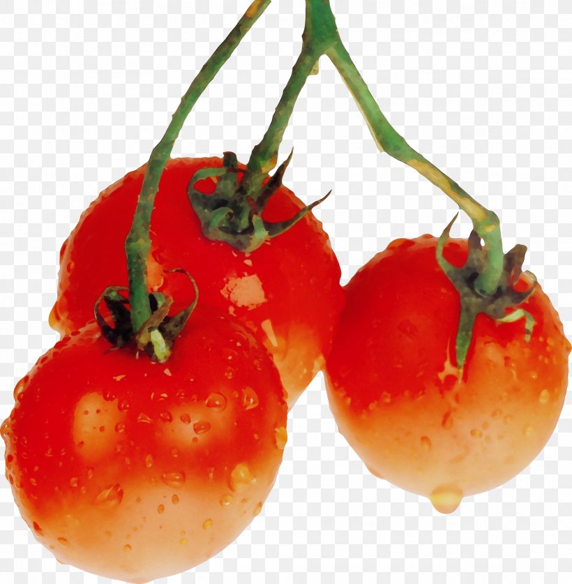 Tomato, PNG, 1876x1917px, Watercolor, Cherry Tomatoes, Food, Fruit, Natural Foods Download Free
